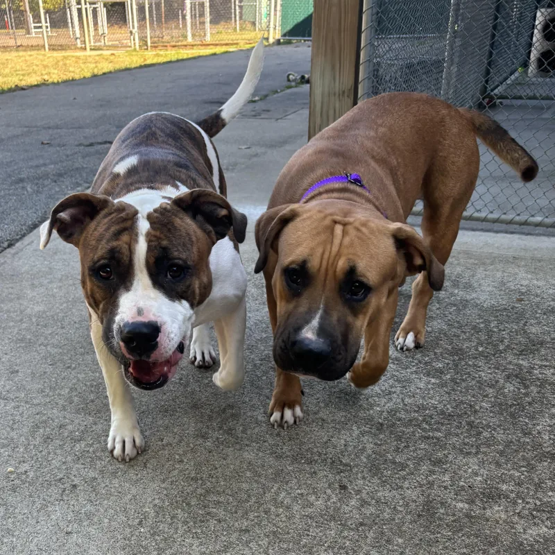 Arabella thumbnail 2