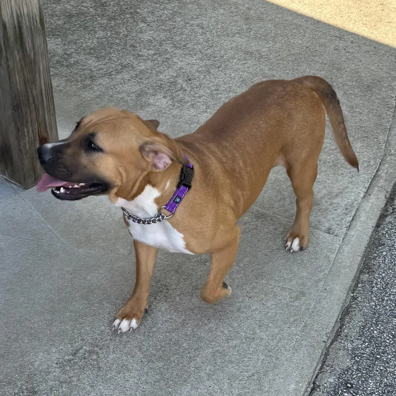 Arabella thumbnail 3