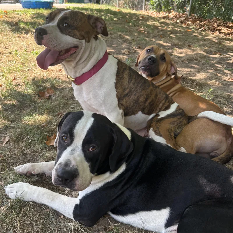 Arabella thumbnail 4