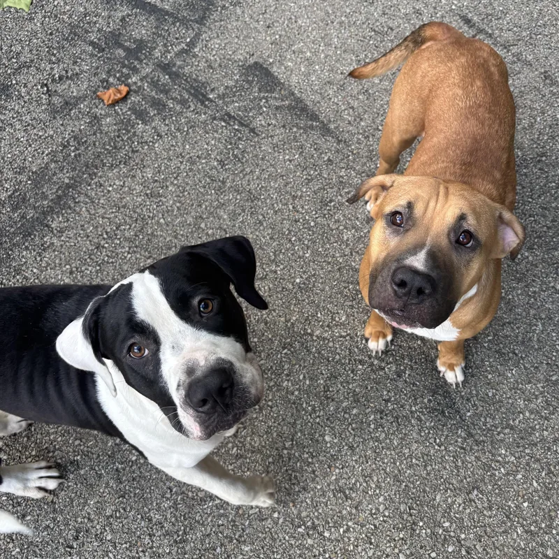 Arabella thumbnail 5