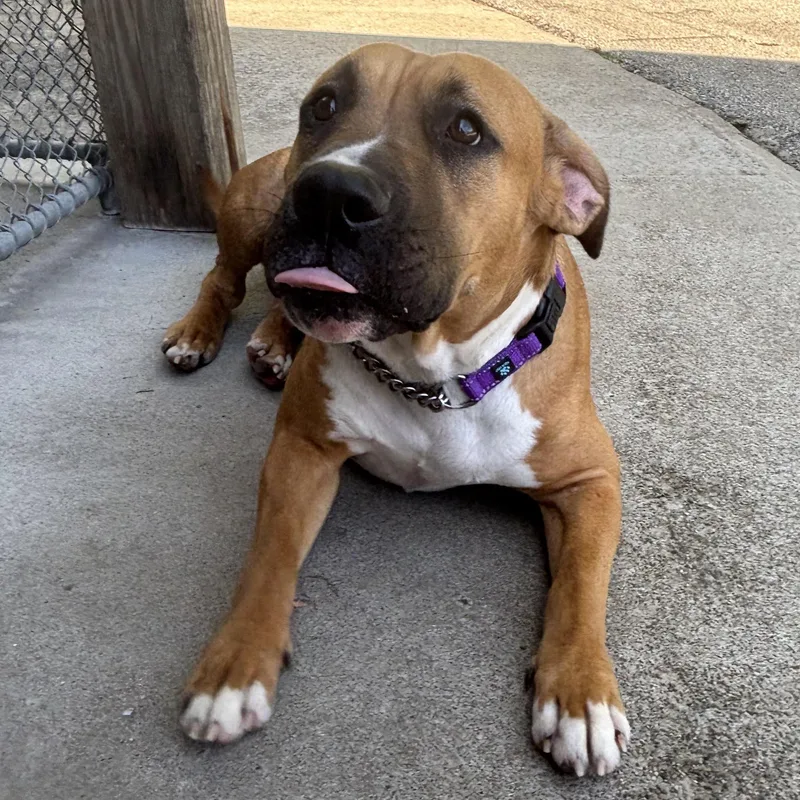 Arabella thumbnail 6