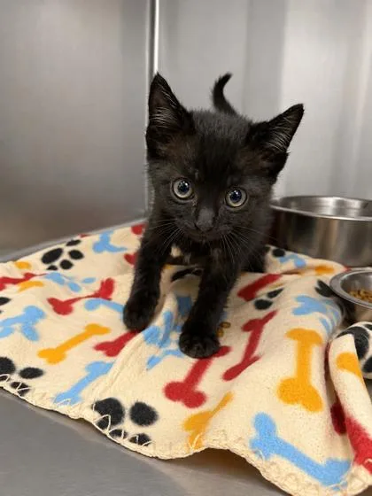 A baby small-sized male Black Domestic Short Hair cat named Turtle for adoption in Covington, LA