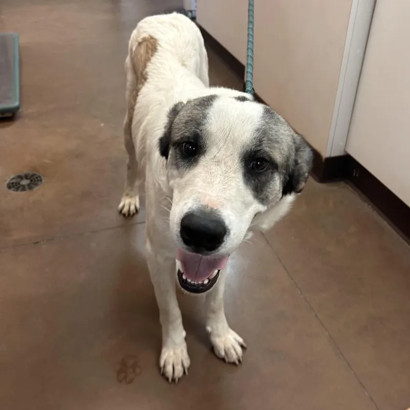 An adult medium-sized male White / Cream Great Pyrenees dog named Fargo  Butler Campus! for adoption in Flagstaff, AZ