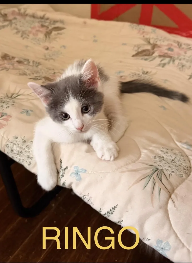A baby medium-sized male Gray & White Domestic Long Hair cat named Ringo for adoption in Chicago, IL
