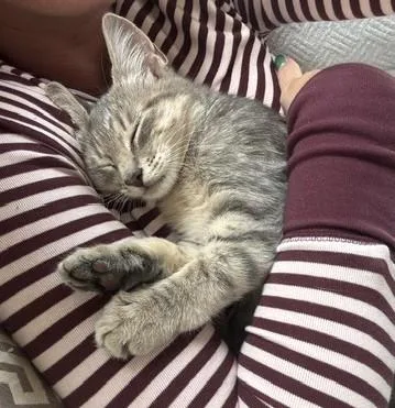 A baby medium-sized female Tabby (Gray / Blue / Silver) Domestic Medium Hair cat named Jane for adoption in Nantucket, MA