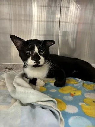 An adult large-sized male Domestic Short Hair cat named Spade for adoption in San Antonio, TX