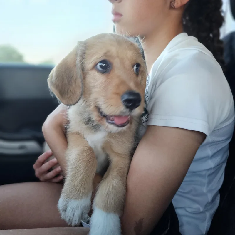 A baby medium-sized male Apricot / Beige Goldendoodle dog named Nutmeg for adoption in O Fallon, IL