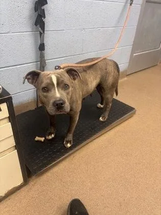 An adult medium-sized female Mixed Breed dog named Vineyard for adoption in Chamblee, GA
