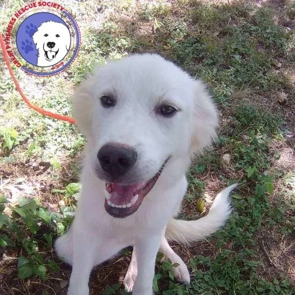 A baby large-sized female White / Cream Great Pyrenees dog named Nelly for adoption in Spring, TX