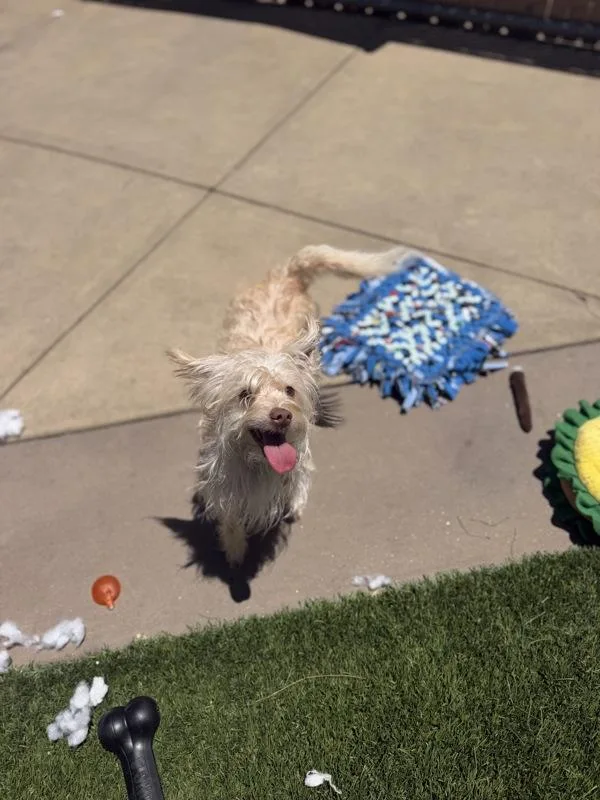 Chewie