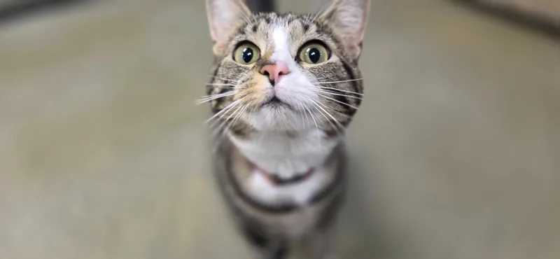 A young medium-sized female Gray & White Domestic Short Hair cat named Nuzzie for adoption in Hartville, OH