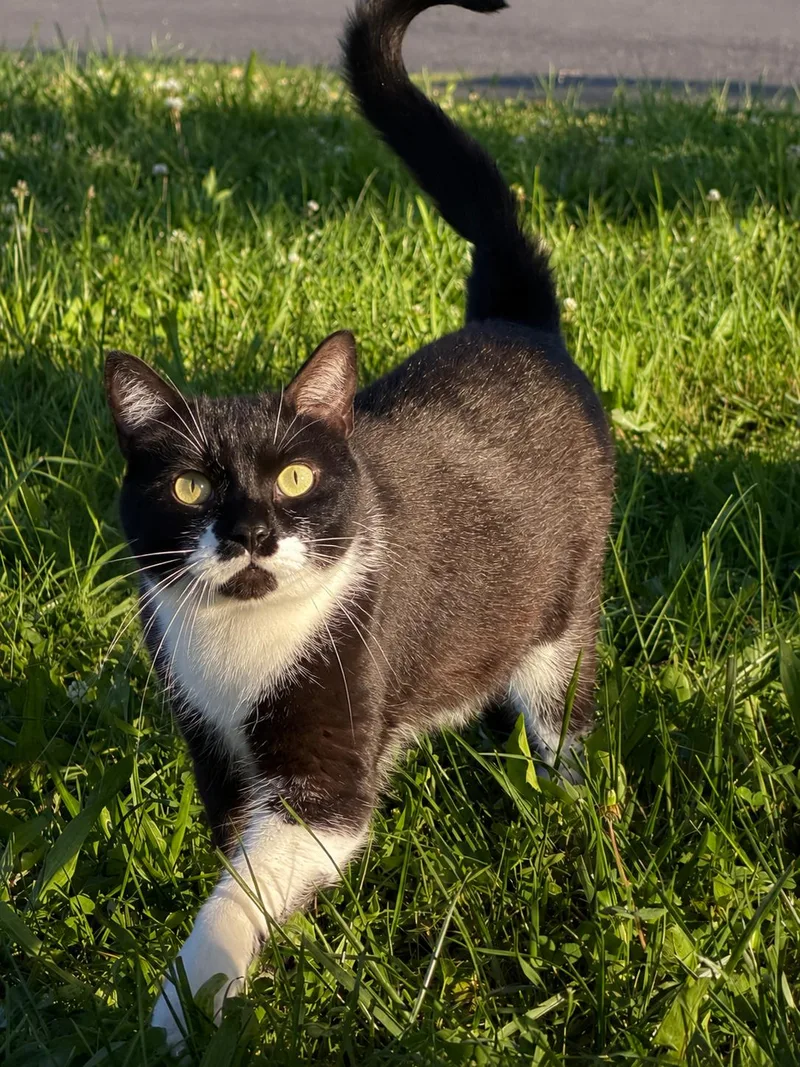 An adult medium-sized male Black & White / Tuxedo Domestic Short Hair cat named Mayer for adoption in Copley, OH