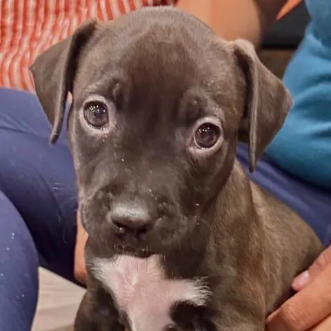 A baby medium-sized male Black Plott Hound dog named Orion Starstruck for adoption in Andover, MA