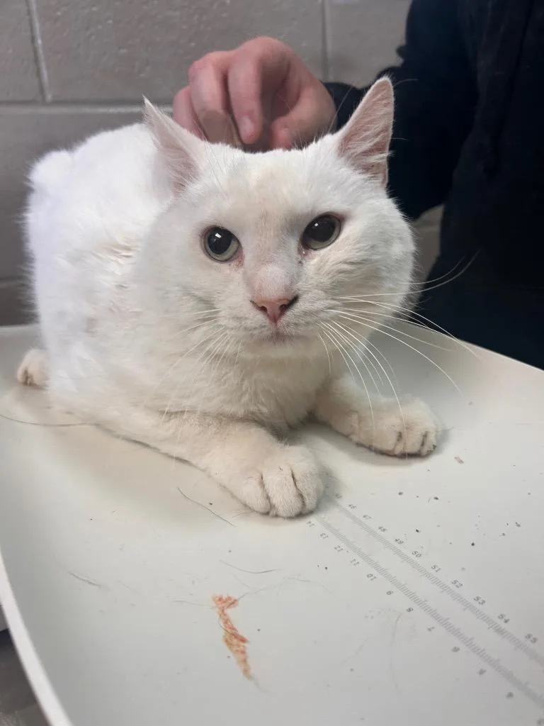 A young large-sized male Domestic Short Hair cat named Energizer for adoption in New Manchester, WV