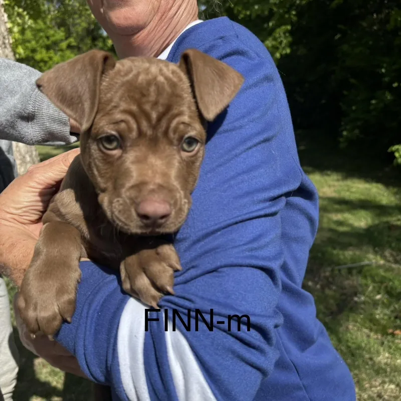 A baby medium-sized male Brown / Chocolate Pit Bull Terrier dog named Finn for adoption in Brentwood, TN