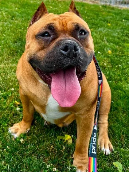 An adult large-sized female Mixed Breed dog named Big Mama for adoption in West Chester, PA