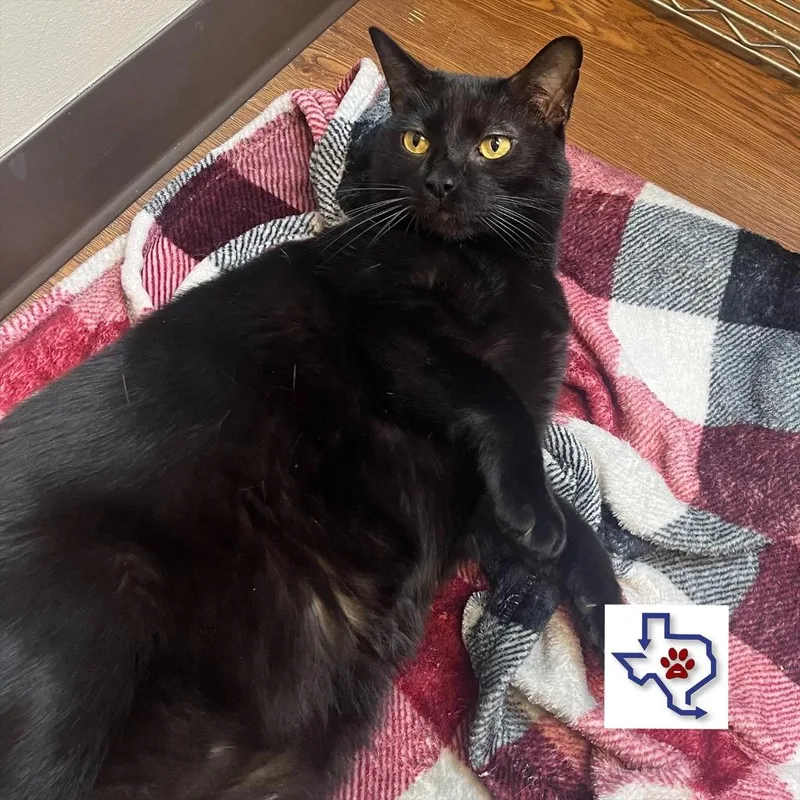 An adult medium-sized male Domestic Short Hair cat named Anibal for adoption in Houston, TX