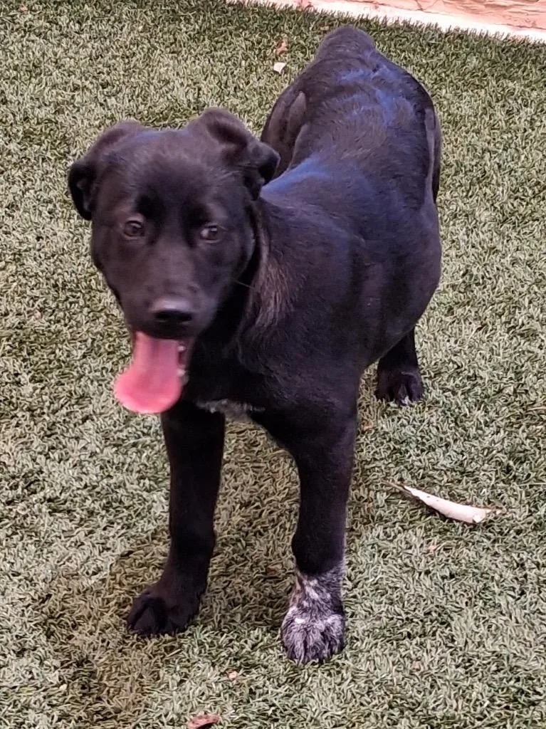 A baby medium-sized female Labrador Retriever dog named Sweetpea for adoption in Seguin, TX