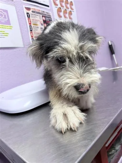 A baby medium-sized male Black Mixed Breed dog named 61395090 for adoption in El Paso, TX