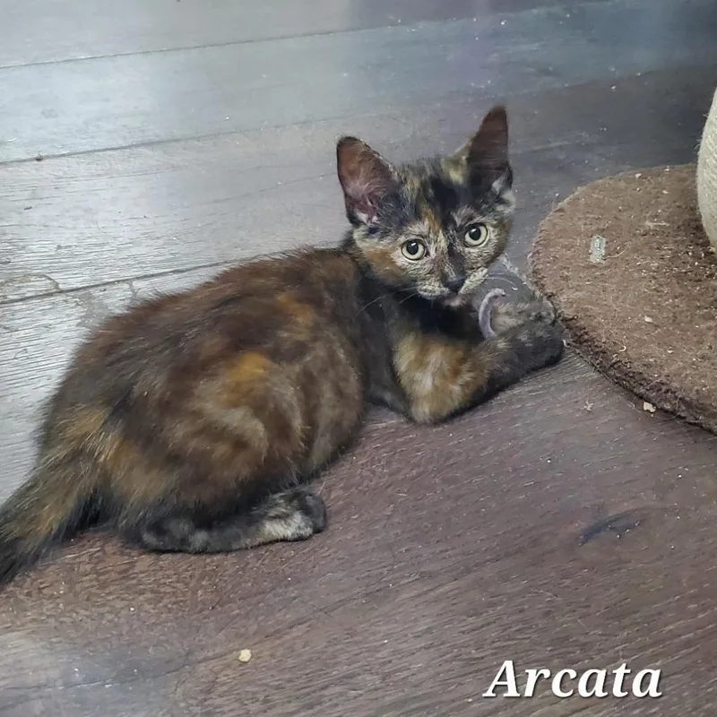 A baby small-sized female Torbie Domestic Short Hair cat named Arcata for adoption in Westminster, CA