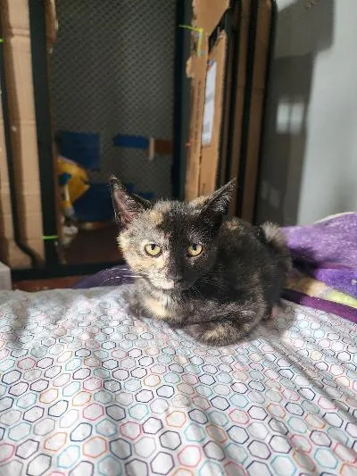 A baby medium-sized female Tortoiseshell Domestic Short Hair cat named Pam Poovey for adoption in Mokena, IL