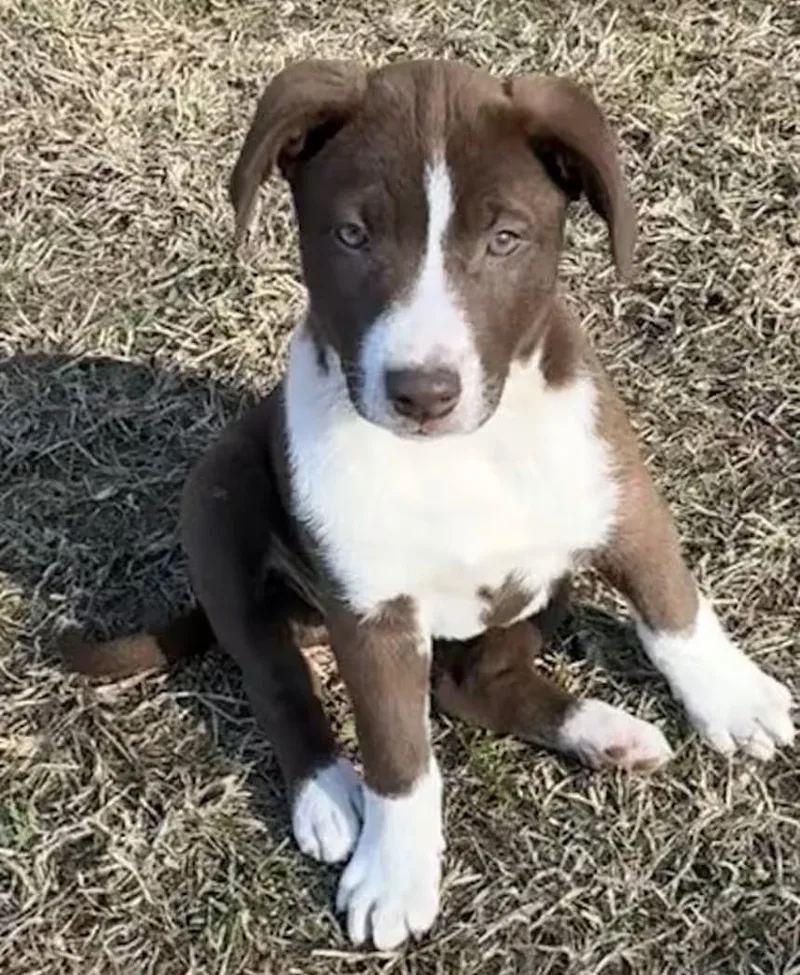 A baby medium-sized female Brown / Chocolate Australian Shepherd dog named Cherry for adoption in Watertown, CT