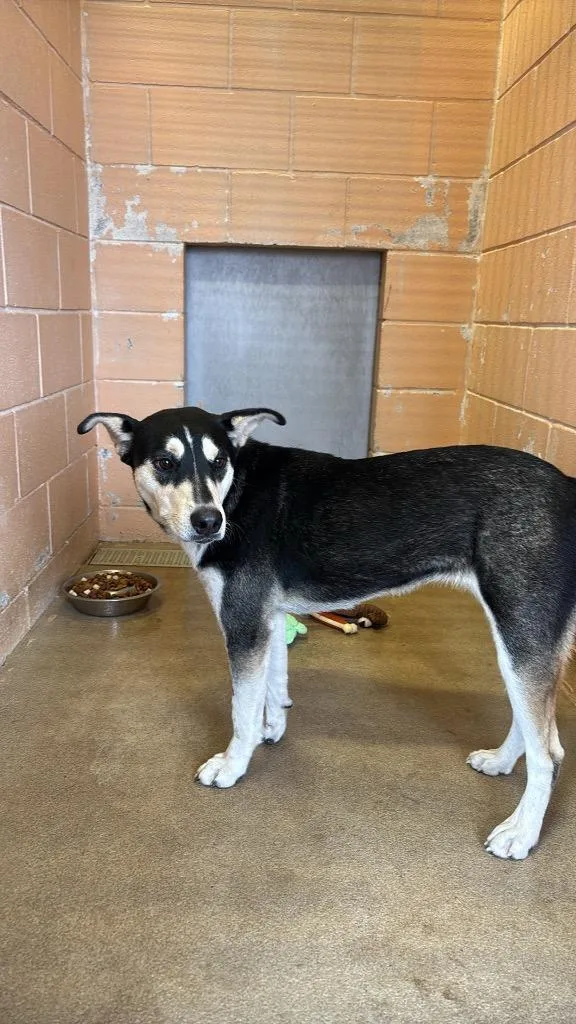 A young medium-sized female German Shepherd Dog dog named Mimi for adoption in New Braunfels, TX