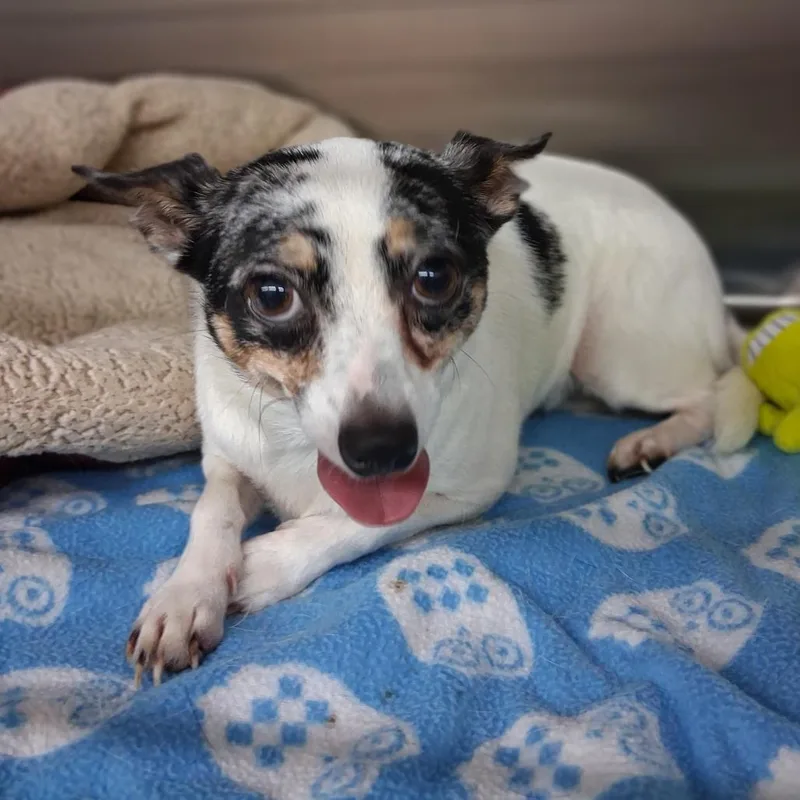 A young small-sized male White / Cream Chihuahua dog named Rylo for adoption in Denison, TX