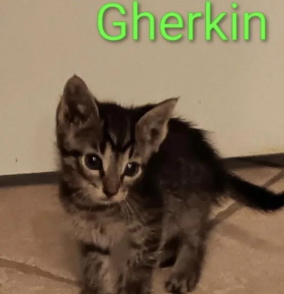 A baby medium-sized male Domestic Short Hair cat named Gherkin for adoption in Crown Point, IN