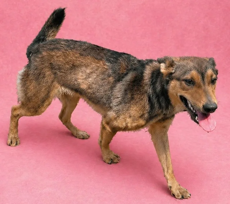 A baby medium-sized male German Shepherd Dog dog named Rosie for adoption in Wauchula, FL