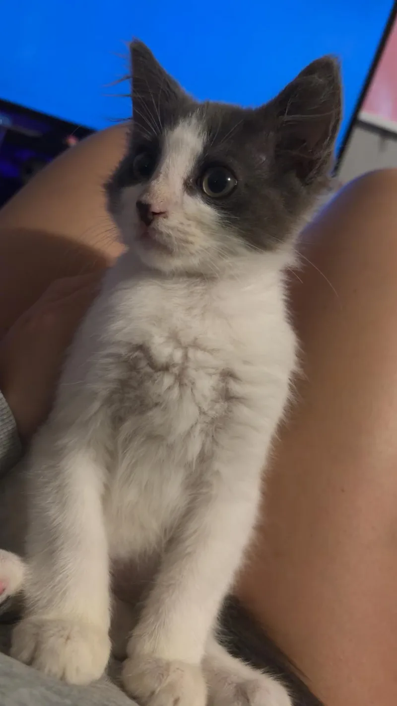 A baby medium-sized male Domestic Short Hair cat named Lucky for adoption in Little River, SC