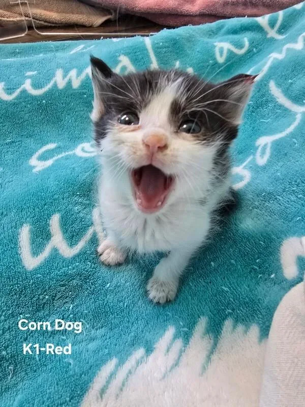 Corn Dog thumbnail 4