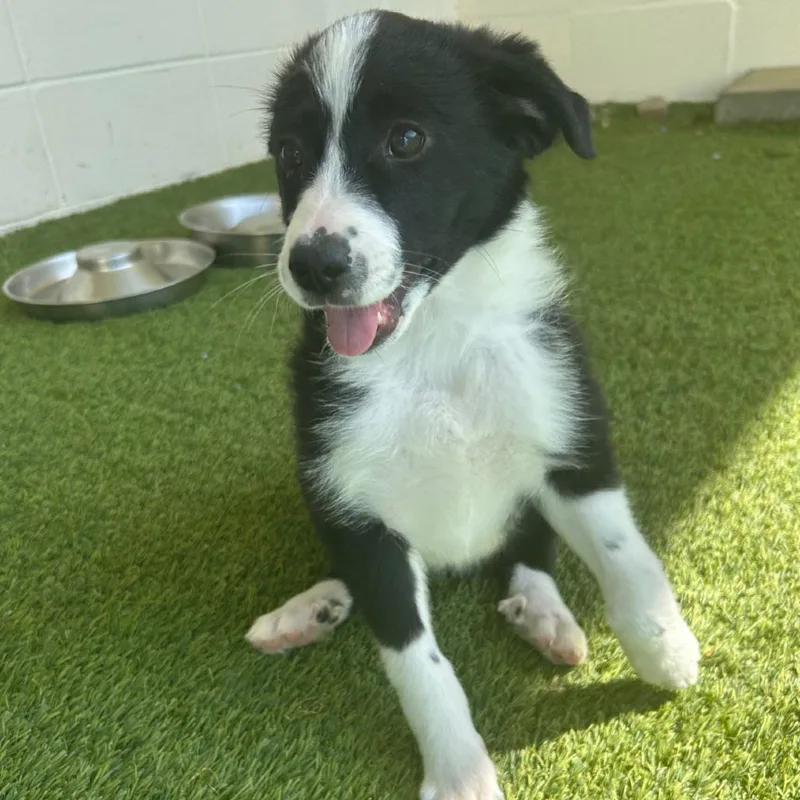 A baby small-sized female Black Mixed Breed dog named Indi for adoption in LOXAHATCHEE, FL