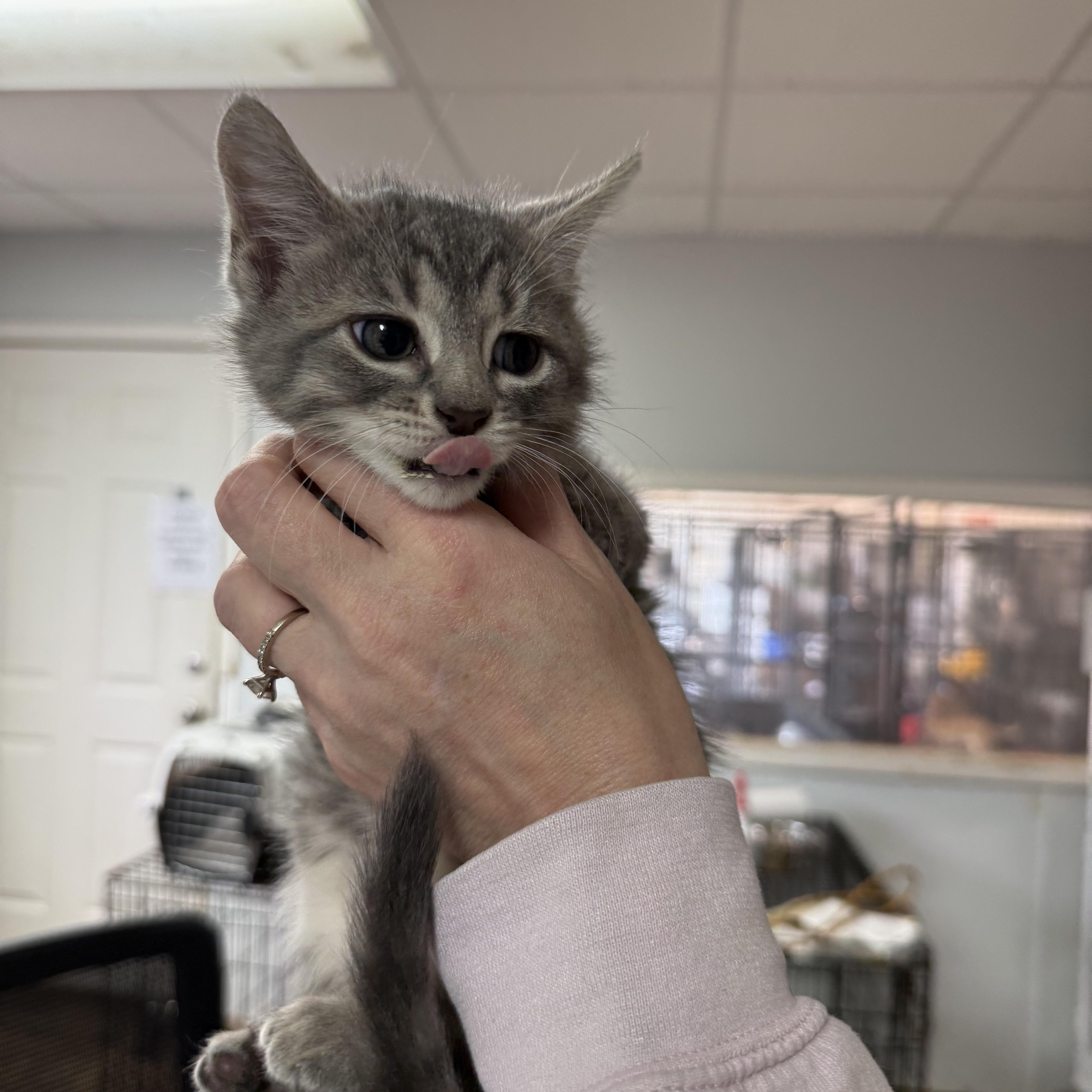 A baby medium-sized female Tabby (Gray / Blue / Silver) Tabby cat named Duct Tape for adoption in Columbia, SC