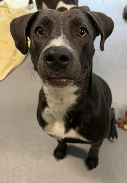 A young medium-sized female Mixed Breed dog named Jennings for adoption in Port Saint Joe, FL