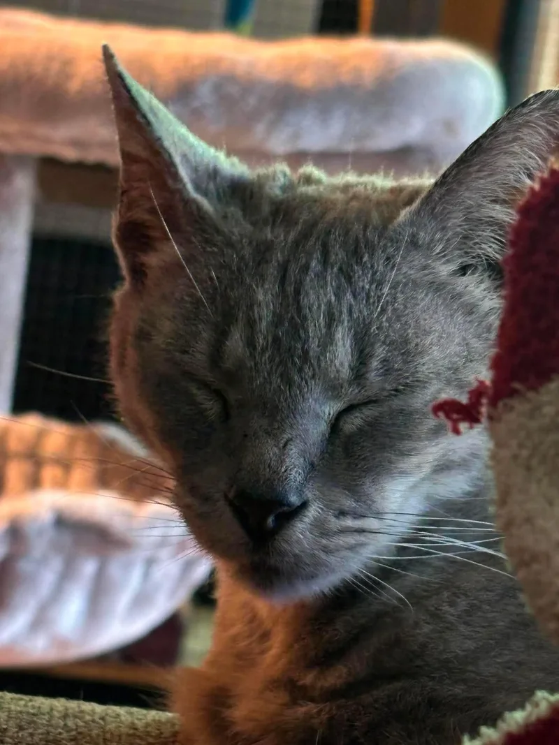 Captain Paws thumbnail 3