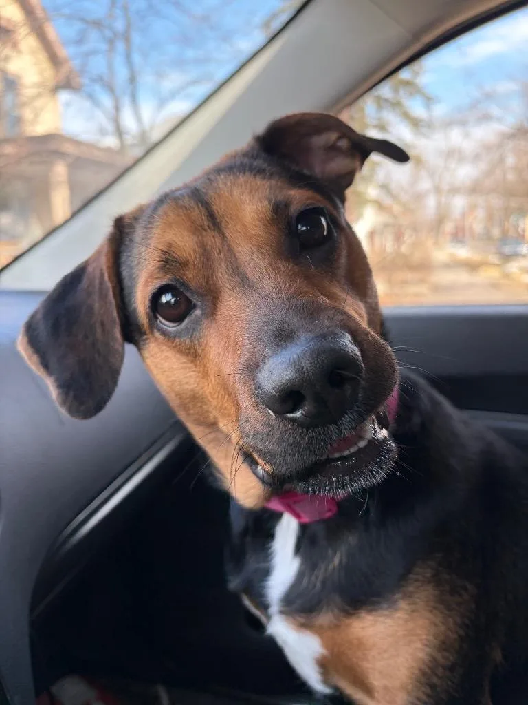 A young medium-sized female Hound dog named Raya for adoption in Huntington, IN