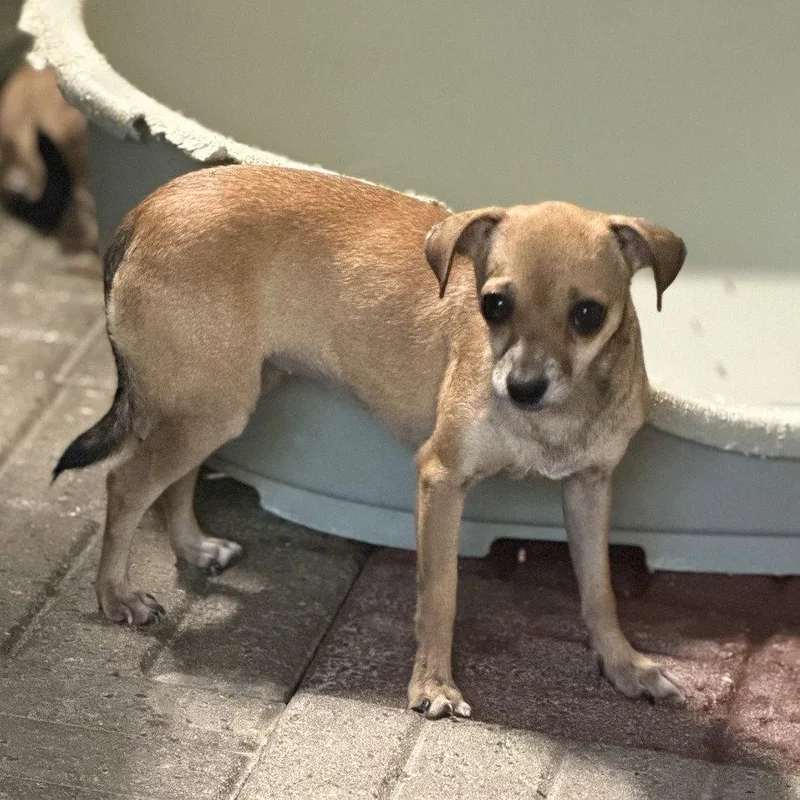 An adult medium-sized female Chihuahua dog named Smiley for adoption in Locust Fork, AL