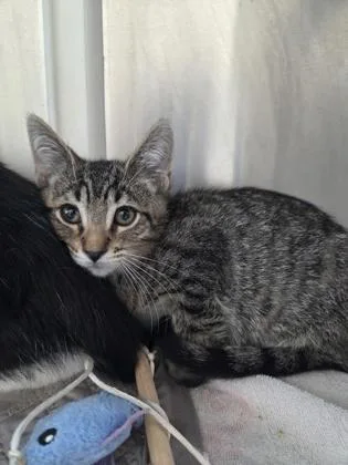 A baby small-sized male Domestic Short Hair cat named Ponzu for adoption in Westland, MI