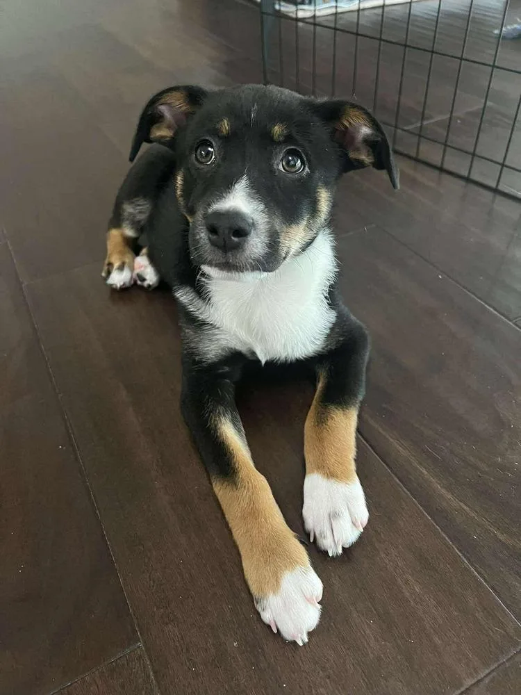 A baby medium-sized male Tricolor (Brown, Black, & White) Retriever dog named Rusty Cute for adoption in Saugus, MA