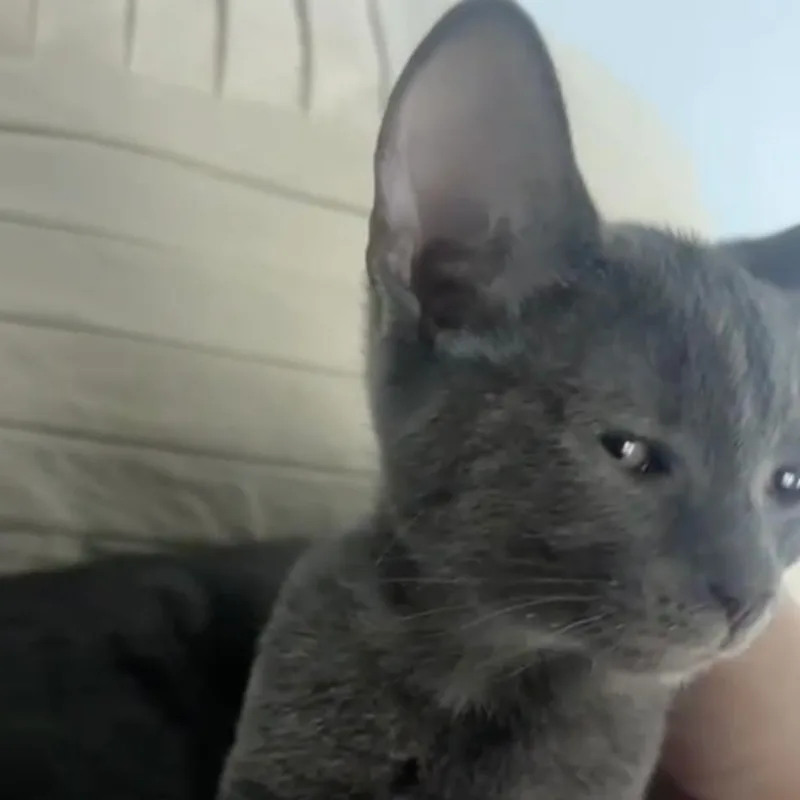 A baby small-sized female Gray / Blue / Silver Domestic Short Hair cat named Nesta for adoption in San Diego, CA