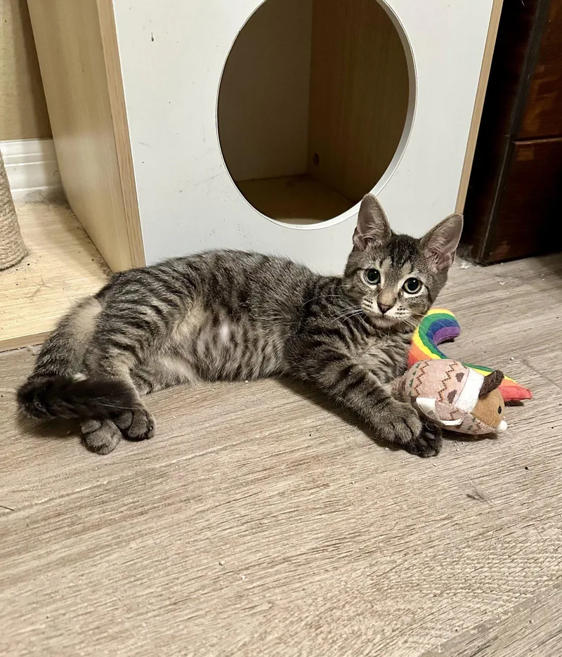 A baby small-sized male Domestic Short Hair cat named Andy for adoption in Longwood, FL