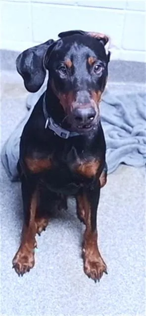 A young medium-sized male Doberman Pinscher dog named Melvin for adoption in Huntsville, AL