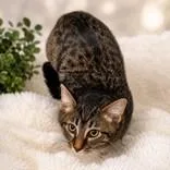 A baby medium-sized male Tabby (Gray / Blue / Silver) Domestic Short Hair cat named Edric for adoption in Portsmouth, OH