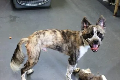 A baby medium-sized male Australian Shepherd dog named Yapper for adoption in Picayune, MS