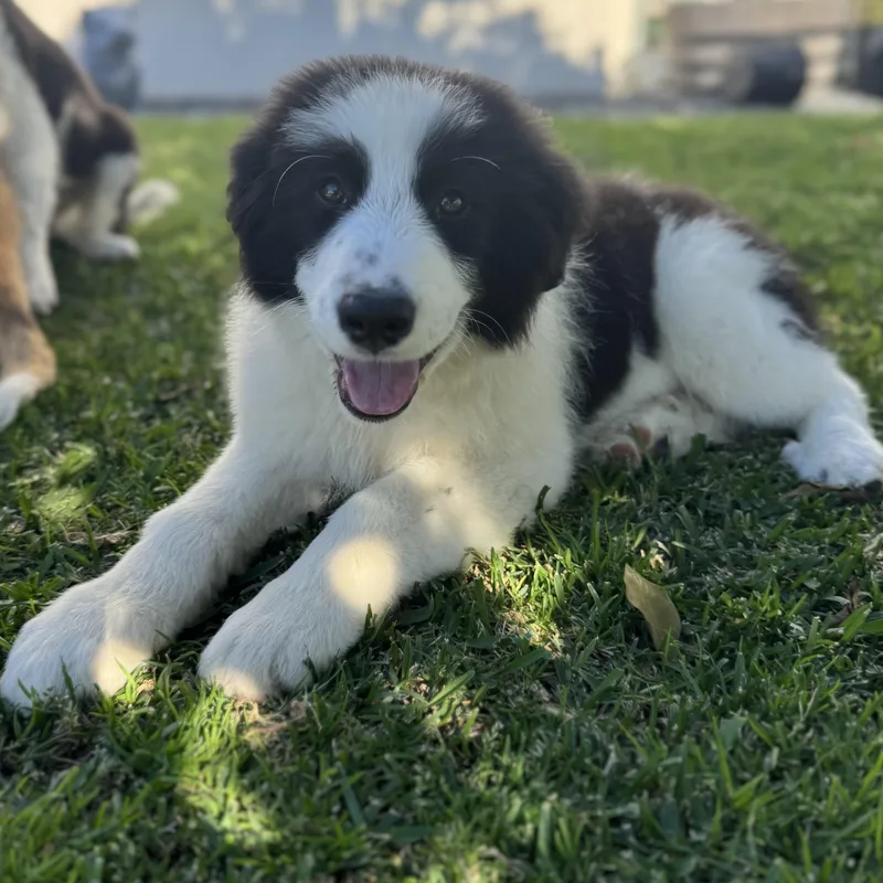 Guinness thumbnail 4