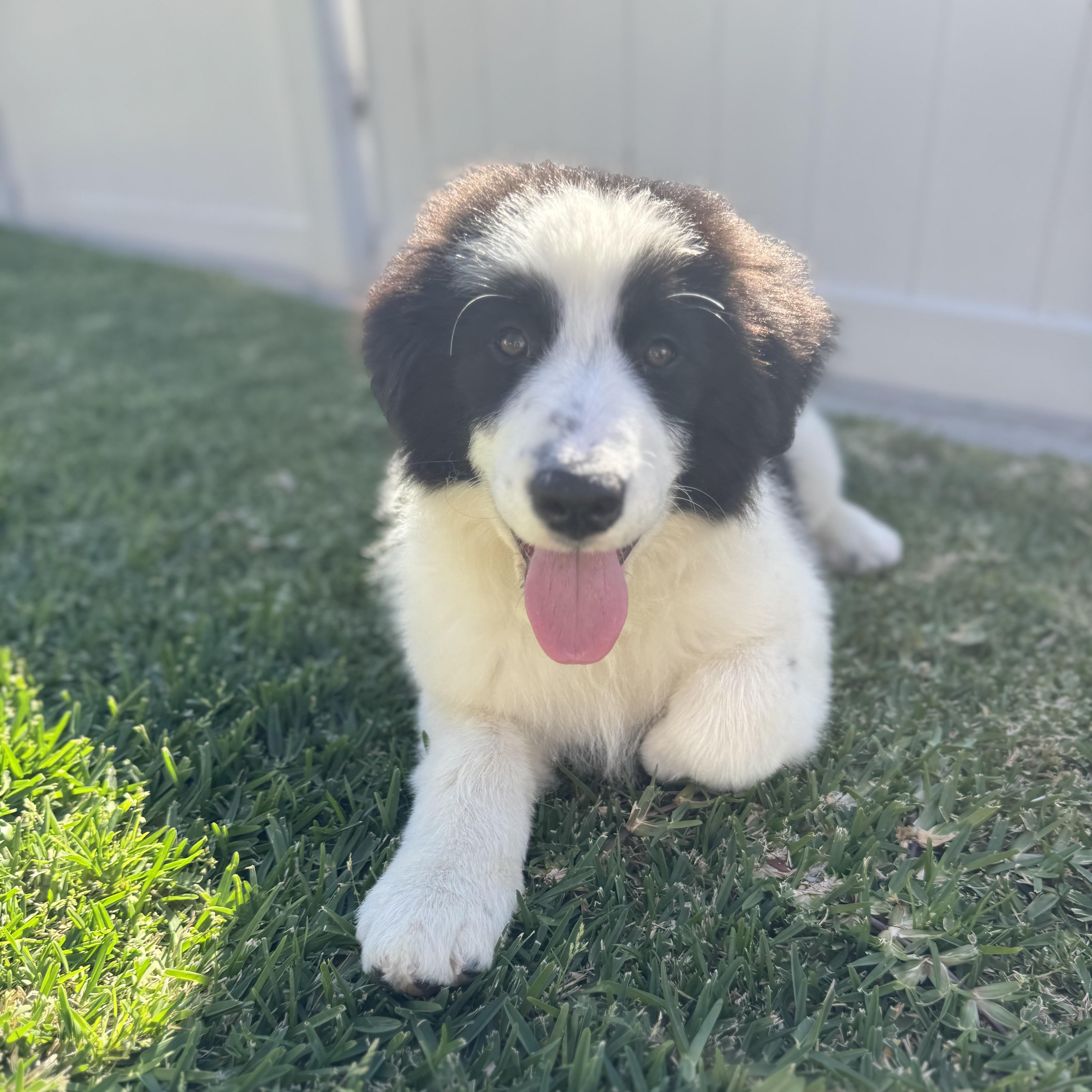 Guinness thumbnail 5