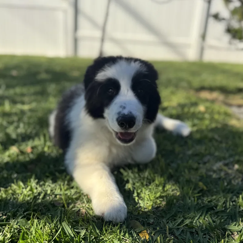 Guinness thumbnail 6