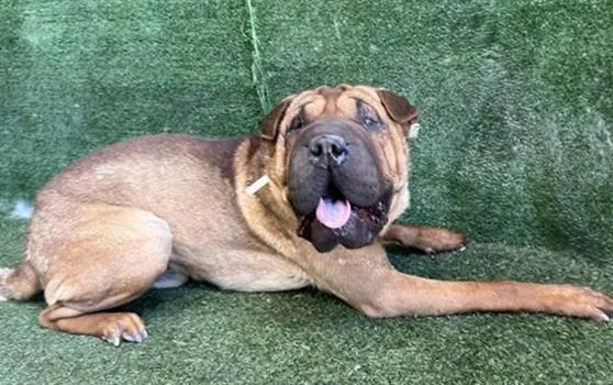 A young medium-sized male Shar-Pei dog named Dracco for adoption in Lancaster, CA