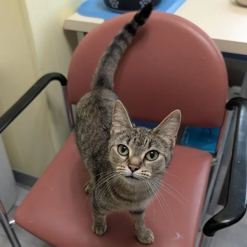 A young medium-sized female Brown / Chocolate Domestic Short Hair cat named Gretchen for adoption in McKean, PA